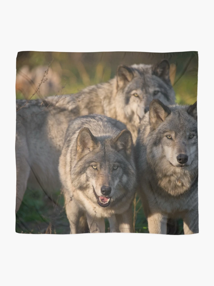 Thumbnail 2 of 3, Scarf, Timber Wolves designed and sold by WolvesOnly.