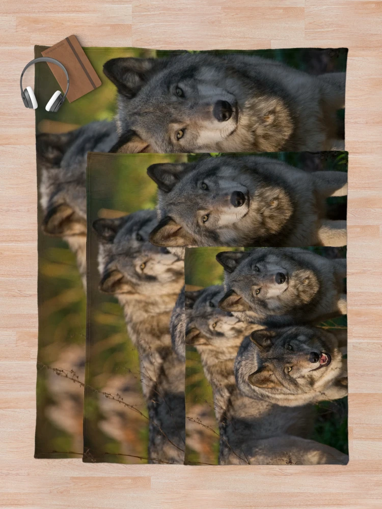 Thumbnail 5 of 6, Throw Blanket, Timber Wolves designed and sold by WolvesOnly.