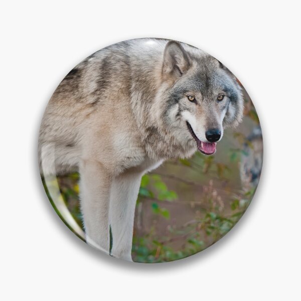Item preview, Timber Wolves designed and sold by WolvesOnly.