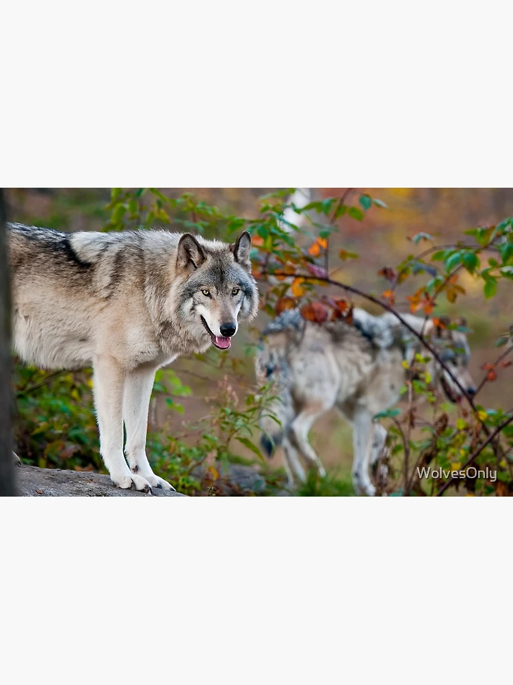 Thumbnail 4 of 4, Coffee Mug, Timber Wolves designed and sold by WolvesOnly.