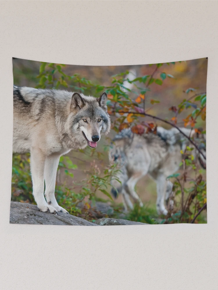 Thumbnail 2 of 3, Tapestry, Timber Wolves designed and sold by WolvesOnly.