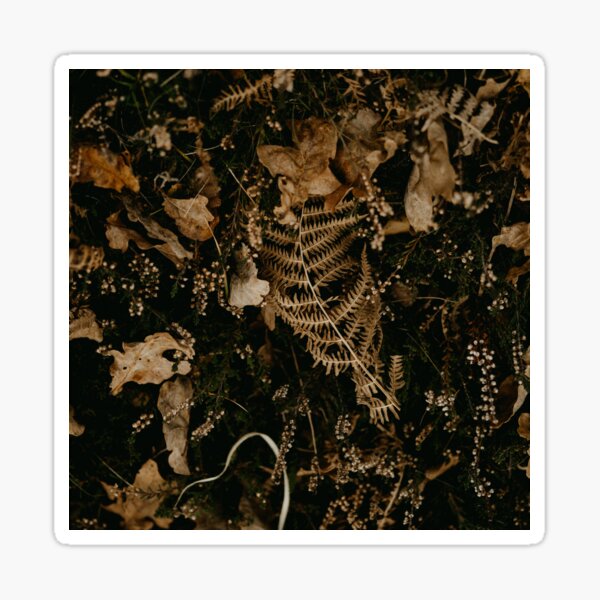 " leaf blowing in the wind meaning / autumn leaves original / autumn season facts" Sticker for