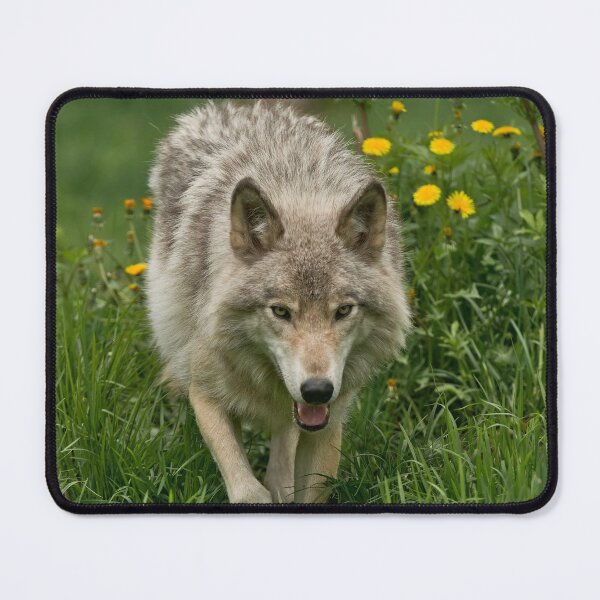 Item preview, Timber Wolf designed and sold by WolvesOnly.