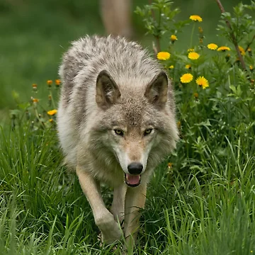 Vorschaubild zum Design Timber Wolf von WolvesOnly