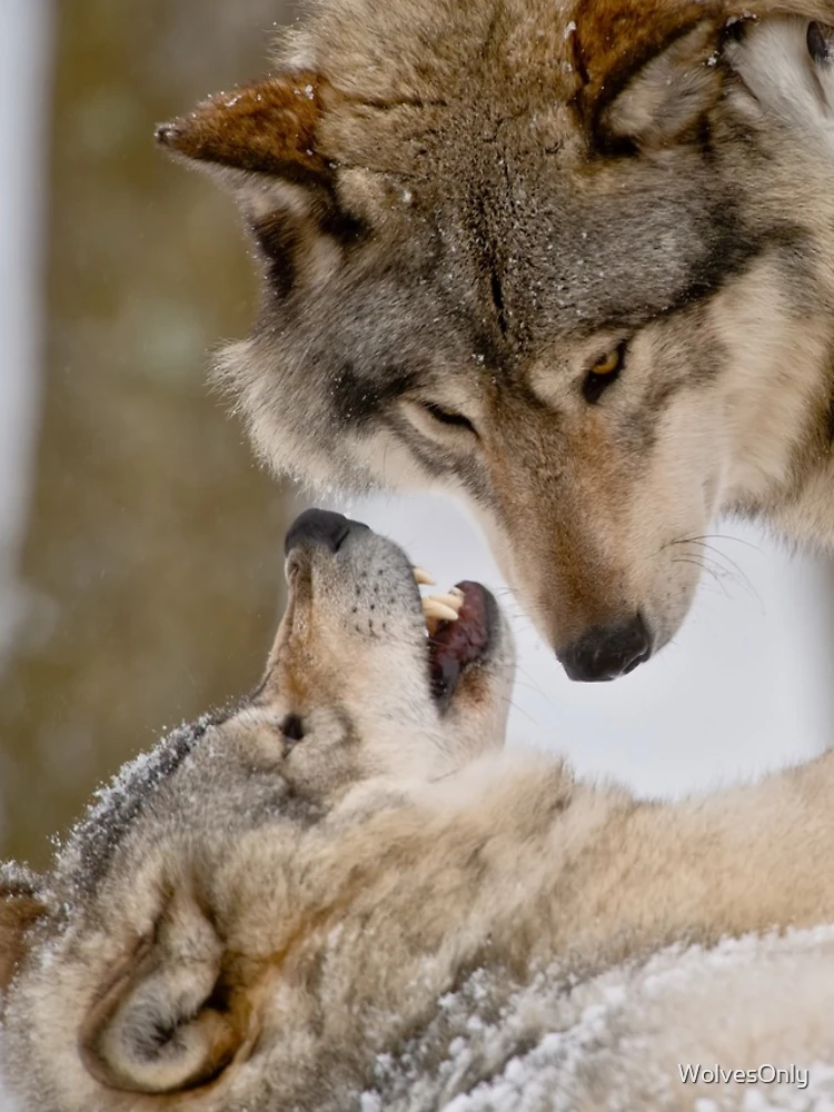 Thumbnail 4 of 4, iPhone Case, Timber Wolves designed and sold by WolvesOnly.