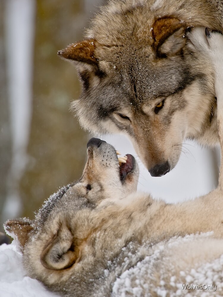 Thumbnail 3 of 3, Scarf, Timber Wolves designed and sold by WolvesOnly.