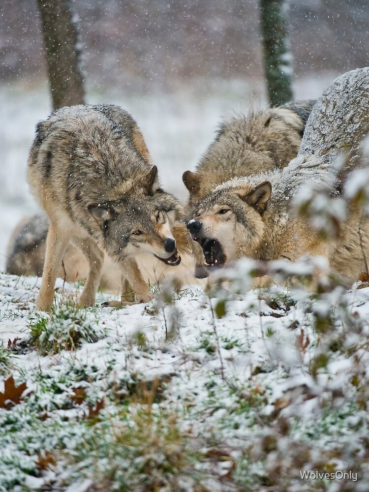 Thumbnail 3 of 3, Scarf, Timber Wolves designed and sold by WolvesOnly.