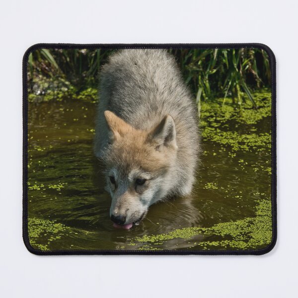 Item preview, Arctic Wolf Pup designed and sold by WolvesOnly.