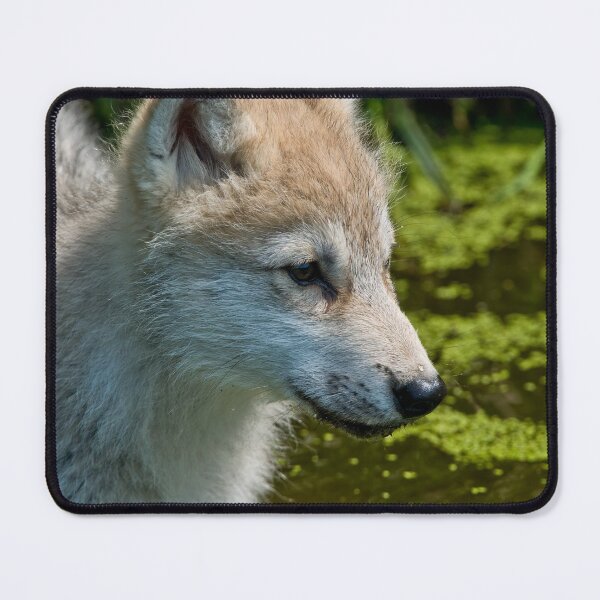 Artikelvorschau, Arctic Wolf Pup entworfen und verkauft von WolvesOnly.