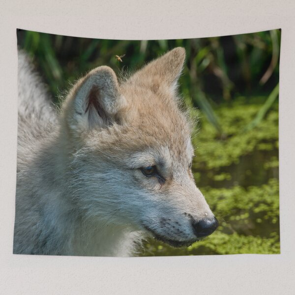 Item preview, Arctic Wolf Pup designed and sold by WolvesOnly.