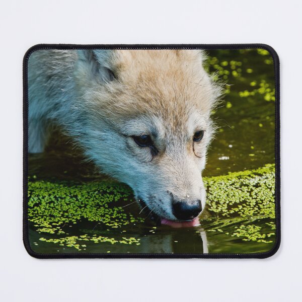 Item preview, Arctic Wolf Pup designed and sold by WolvesOnly.