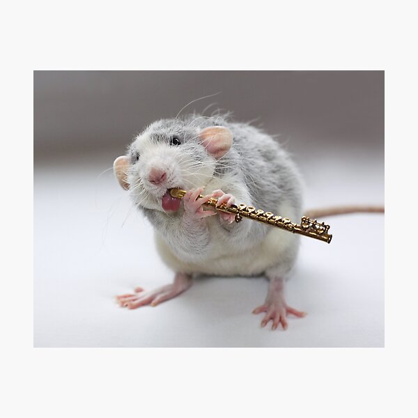 Another flute-photo :) Photographic Print