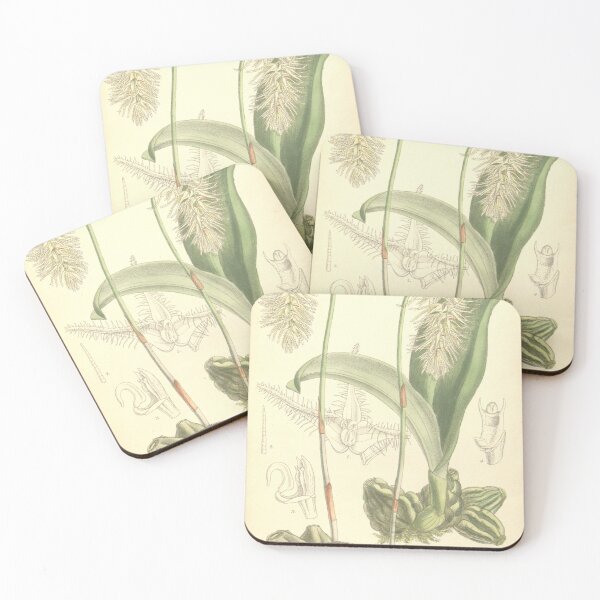 Item preview, Bulbophyllum comosum designed and sold by EsotericBotanic.