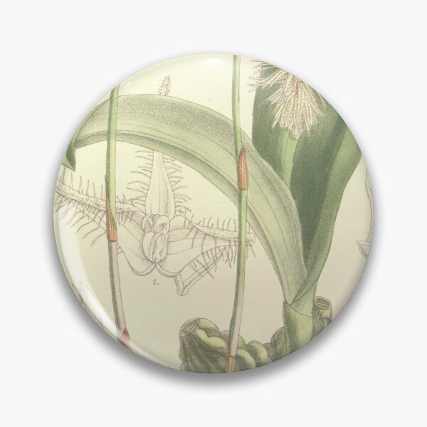 Item preview, Bulbophyllum comosum designed and sold by EsotericBotanic.