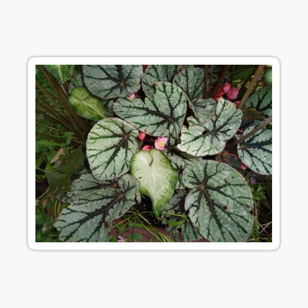 Regalos y productos: Flor De Begonia Rosa | Redbubble