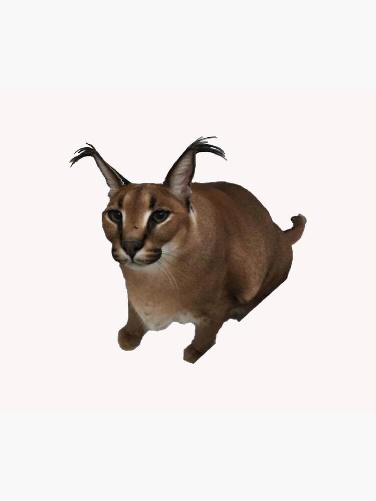Big Floppa, el gato salvaje que se convirtió en un meme  En una casa  hogareña se encuentra la mascota más impresionante. Es Gosha, un caracal  domesticado. Juega y comparte con otros