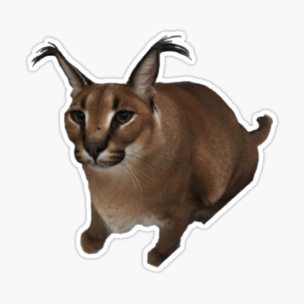  Big Floppa Meme Cute Caracal Cat Pullover Hoodie : Clothing,  Shoes & Jewelry