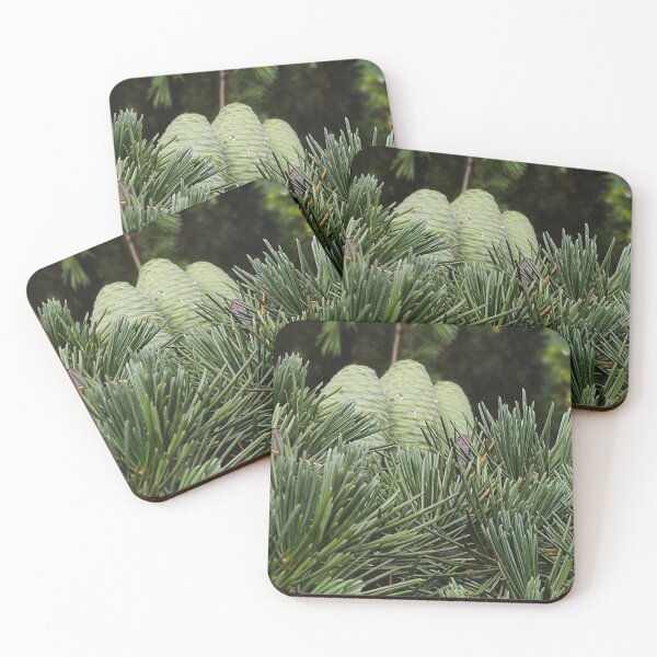 Item preview, Green Pine Cones on Tree Closeup Photo - BranaghBel Photography  designed and sold by branaghbel.