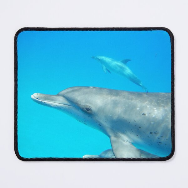 Item preview, Dolphin Eye to Eye designed and sold by Whale & Dolphin Wisdom Retreats.