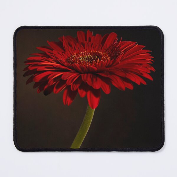 Item preview, Red Gerbera on Black Bacground Still Life Photo designed and sold by thewallartstop.