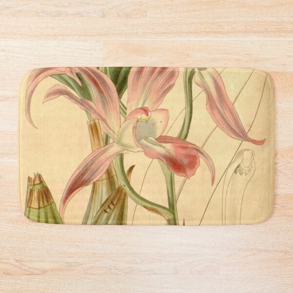 Item preview, Laelia autumnalis Curtis' 67 (N.S. 14) pl. 3817 (1841) designed and sold by EsotericBotanic.