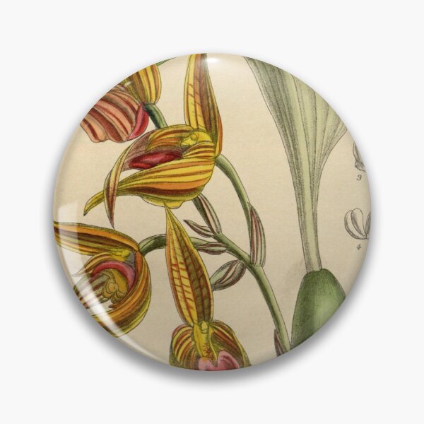 Item preview, Bulbophyllum sociale 144 8761 designed and sold by EsotericBotanic.