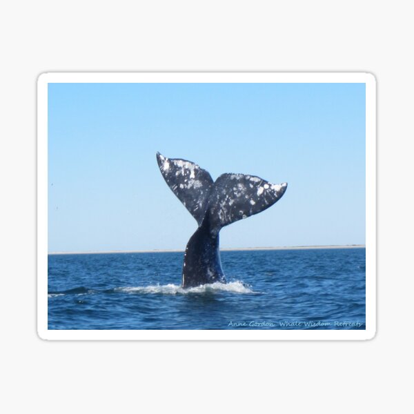 Artikel-Vorschau von Grauwalschwanz, designt und verkauft von Whale & Dolphin Wisdom Retreats.