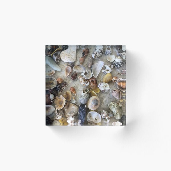 Artikelvorschau, Muscheln entworfen und verkauft von LeilaneDesigns.