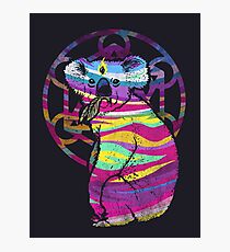 Enlightened Koala Photographic Print