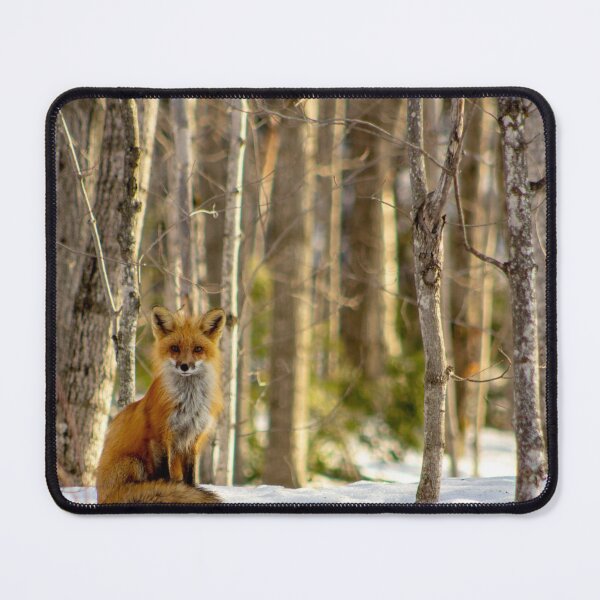 Item preview, Fox in the Evening Light designed and sold by cdbeemer.