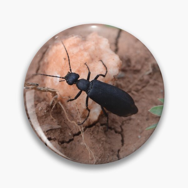Item preview, Beetle traveling on rock along cracked ground designed and sold by WilloughbyArts.