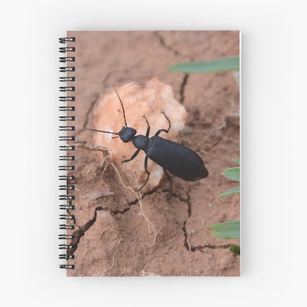 Item preview, Beetle traveling on rock along cracked ground designed and sold by WilloughbyArts.