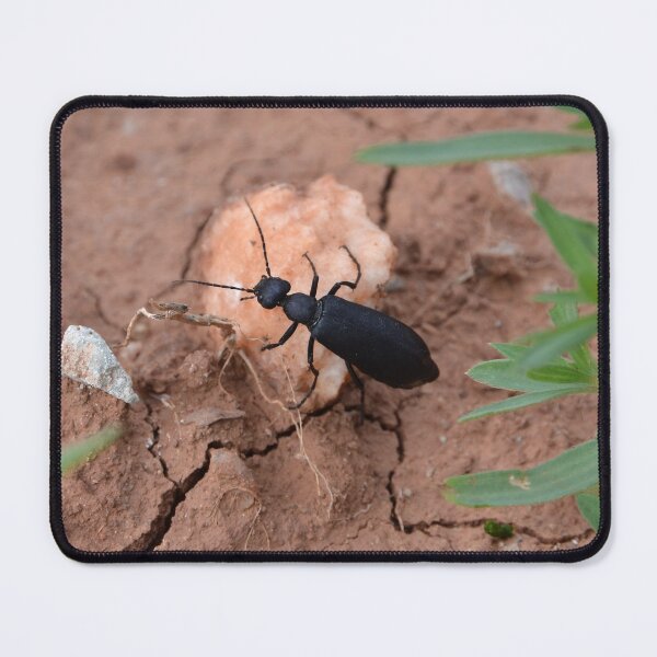 Item preview, Beetle traveling on rock along cracked ground designed and sold by WilloughbyArts.