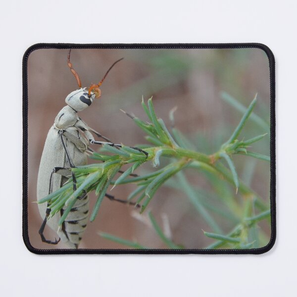 Item preview, Blister Beetle in the Field designed and sold by WilloughbyArts.