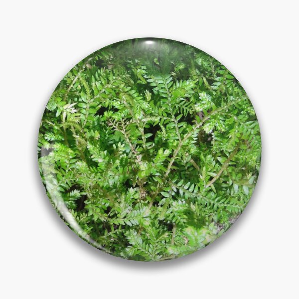 Artikelvorschau, Spikemoss Spectacular entworfen und verkauft von LegenDani.