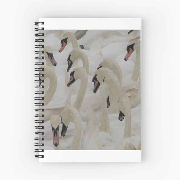 Item preview, Mute Swans Abbotsbury, Dorset designed and sold by Oldrubberpedals.