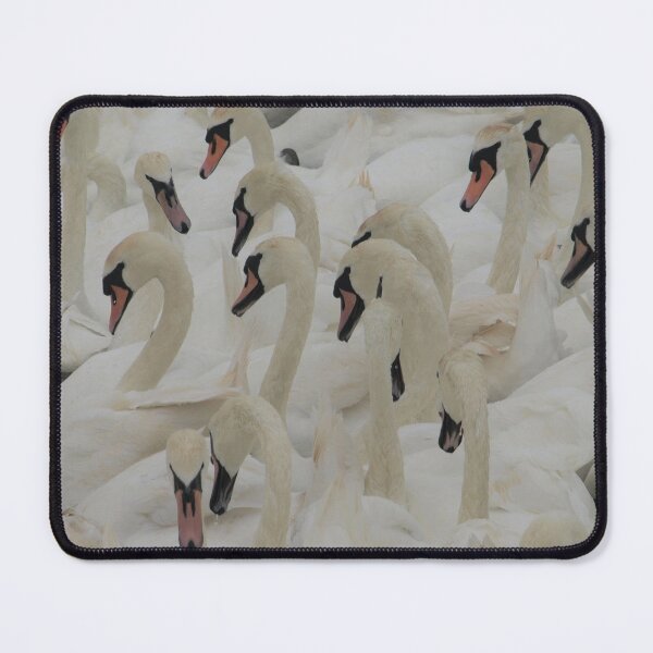 Item preview, Mute Swans Abbotsbury, Dorset designed and sold by Oldrubberpedals.