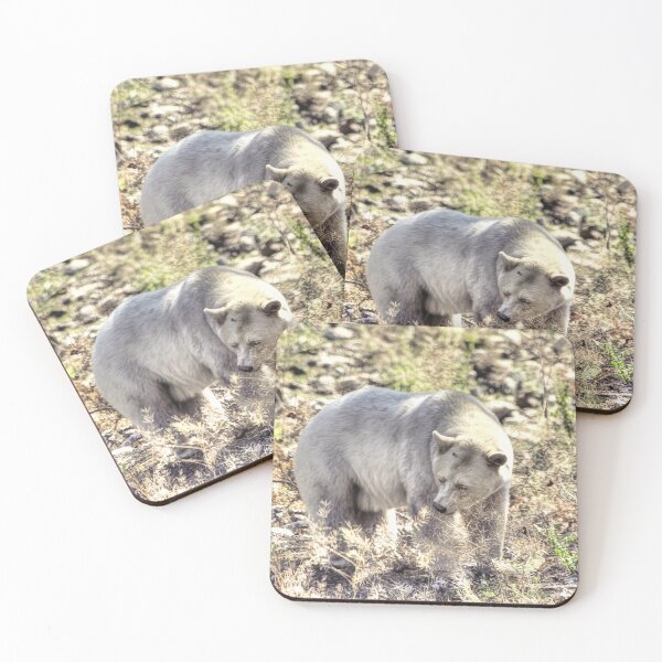Item preview, Rare Kermode Bear (Spirit Bear) designed and sold by NaturePrints.