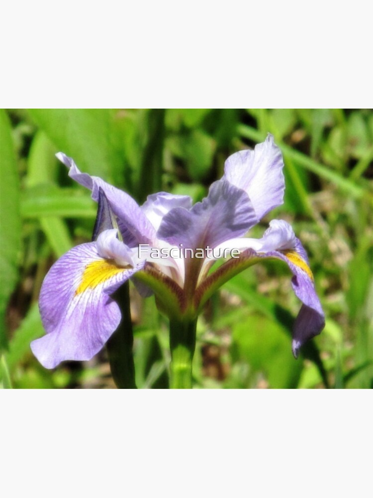 Tarjetas de felicitación «Fotografía de una flor de iris morado, Iris  morado y amarillo, foto de flor morada» de Fascinature | Redbubble