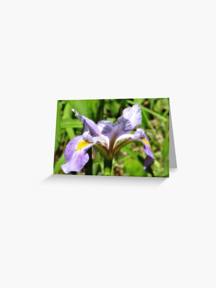 Tarjetas de felicitación «Fotografía de una flor de iris morado, Iris  morado y amarillo, foto de flor morada» de Fascinature | Redbubble