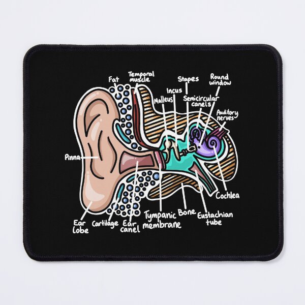 Item preview, Inner Ear Diagram - Audiology Science designed and sold by BundaBear.