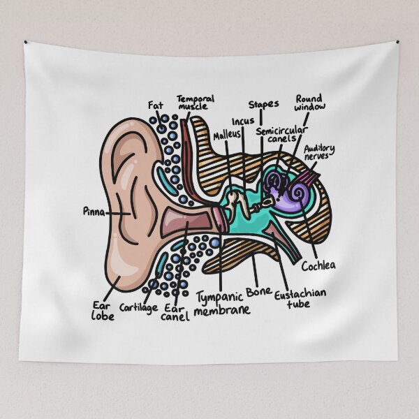 Item preview, Inner Ear Diagram - Audiology Science designed and sold by BundaBear.