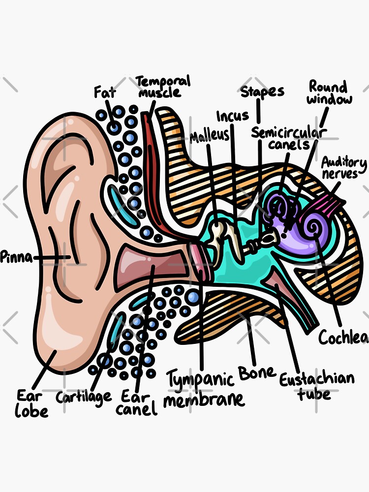 Human Inner Ear Anatomy Illustration Sticker for Sale by taylorcustom