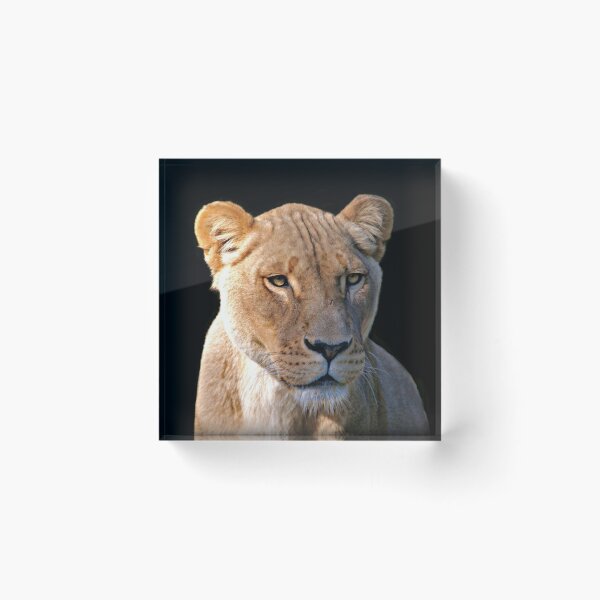 Item preview, lioness ~ on black designed and sold by rogersmith.