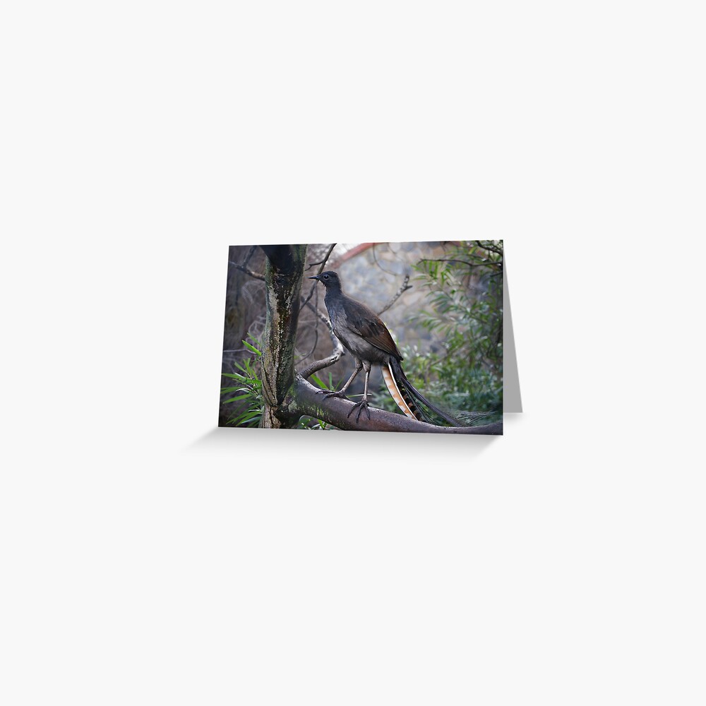 Superb Lyrebird Greeting Card