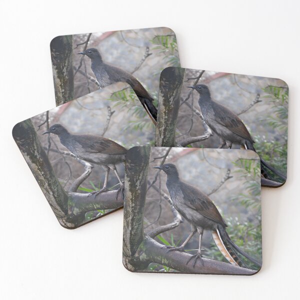 Item preview, Superb Lyrebird designed and sold by rogersmith.