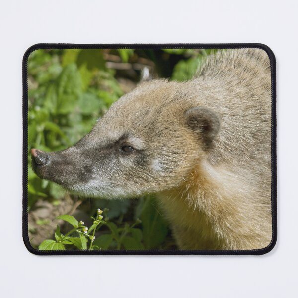 Item preview, South American Coati designed and sold by Vac1.