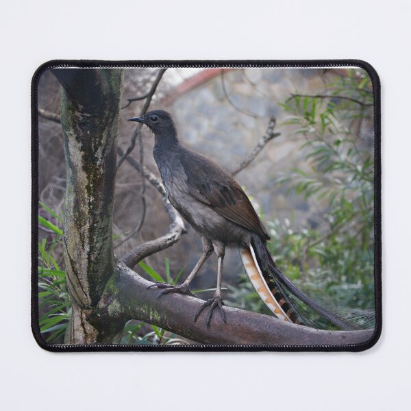 Item preview, Superb Lyrebird designed and sold by rogersmith.