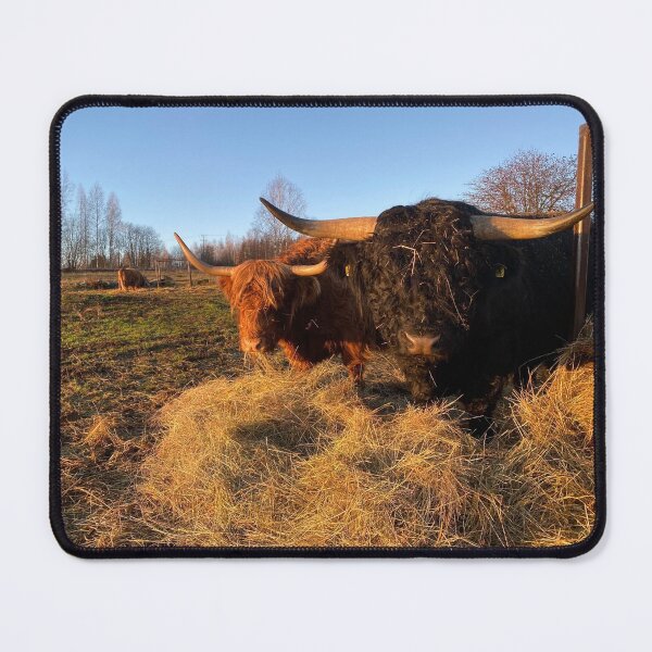 Item preview, Scottish Highland Cattle Cow and Bull 3070 designed and sold by SaarelaHighland.