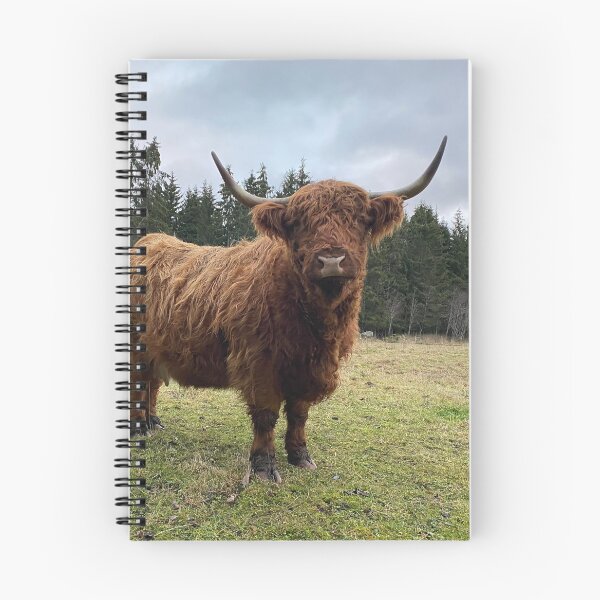 Item preview, Scottish Highland Cattle Cow 3080 designed and sold by SaarelaHighland.